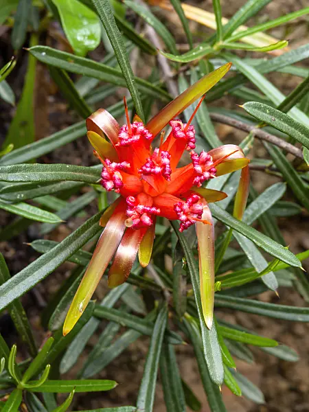 455039 - Mountain devil (Lambertia formosa)