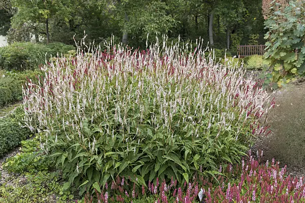 651426 - Mountain fleece (Bistorta amplexicaulis 'Alba' syn. Polygonum amplexicaule 'Atropurpureum')