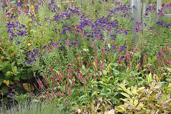 490104 - Mountain fleece (Bistorta amplexicaulis 'Atropurpureum' syn. Polygonum amplexicaule 'Atropurpureum') and asters (Aster)