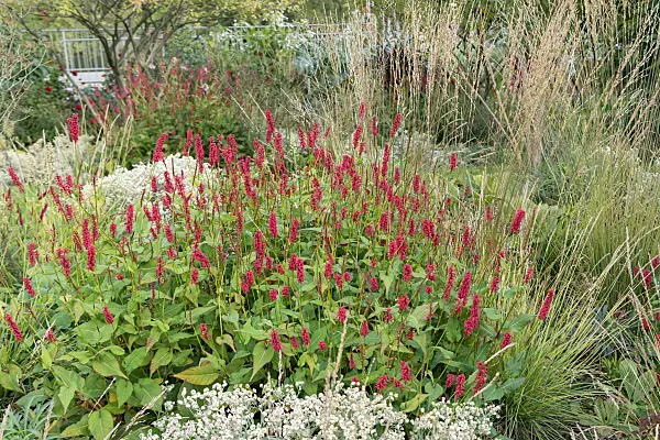 675274 - Mountain fleece (Bistorta amplexicaulis 'Blackfield' syn. Polygonum amplexicaule 'Blackfield')