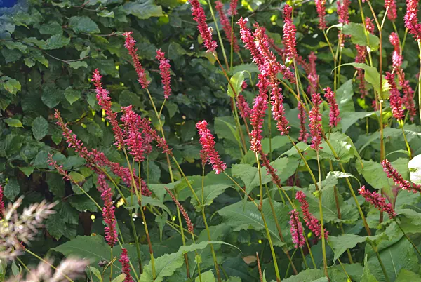 479041 - Mountain fleece (Bistorta amplexicaulis 'Firetail' syn. Polygonum amplexicaule 'Firetail')