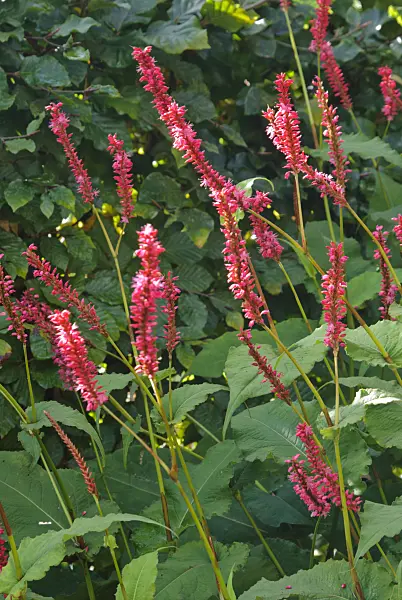 479042 - Mountain fleece (Bistorta amplexicaulis 'Firetail' syn. Polygonum amplexicaule 'Firetail')