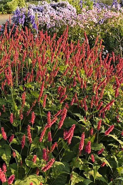 489061 - Mountain fleece (Bistorta amplexicaulis 'Firetail' syn. Polygonum amplexicaule 'Firetail')
