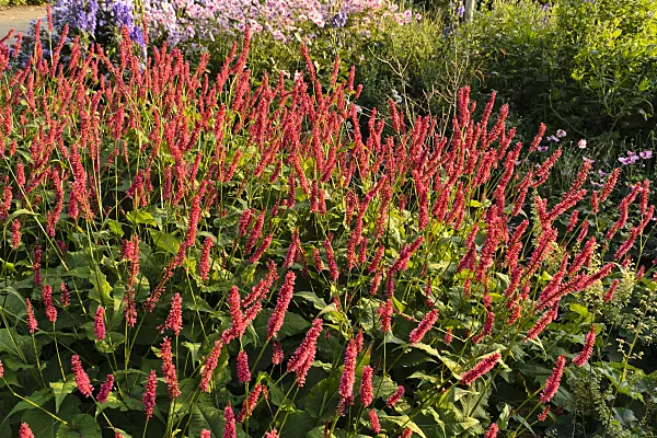 489062 - Mountain fleece (Bistorta amplexicaulis 'Firetail' syn. Polygonum amplexicaule 'Firetail')