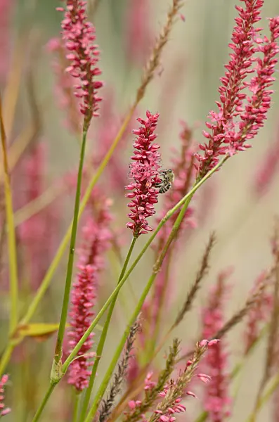 501116 - Mountain fleece (Bistorta amplexicaulis 'Firetail' syn. Polygonum amplexicaule 'Firetail')