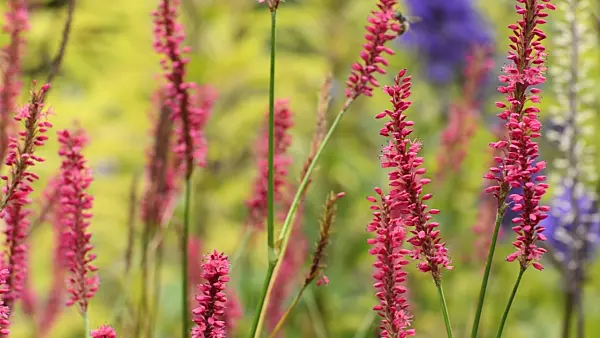 501121 - Mountain fleece (Bistorta amplexicaulis 'Firetail' syn. Polygonum amplexicaule 'Firetail')