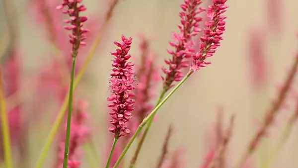 501122 - Mountain fleece (Bistorta amplexicaulis 'Firetail' syn. Polygonum amplexicaule 'Firetail')