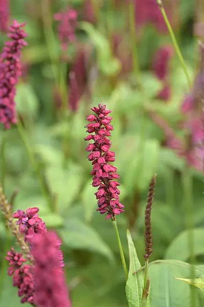 575180 - Mountain fleece (Bistorta amplexicaulis 'JS Caliente' syn. Polygonum amplexicaule 'JS Caliente')