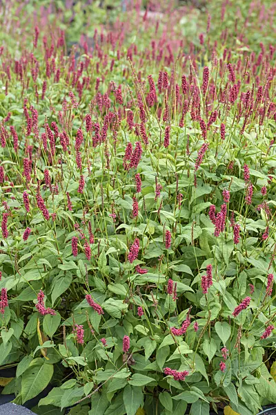 575181 - Mountain fleece (Bistorta amplexicaulis 'JS Caliente' syn. Polygonum amplexicaule 'JS Caliente')