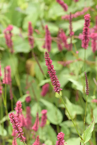 575182 - Mountain fleece (Bistorta amplexicaulis 'JS Sangre' syn. Polygonum amplexicaule 'JS Sangre')