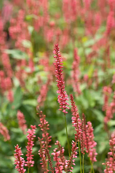 664295 - Mountain fleece (Bistorta amplexicaulis 'Orangofield' syn. Polygonum amplexicaule 'Orangofield')