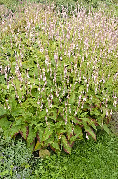 523094 - Mountain fleece (Bistorta amplexicaulis 'Rosea' syn. Polygonum amplexicaule 'Rosea')