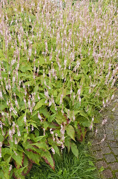 523095 - Mountain fleece (Bistorta amplexicaulis 'Rosea' syn. Polygonum amplexicaule 'Rosea')