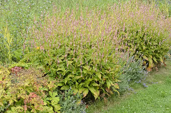 523096 - Mountain fleece (Bistorta amplexicaulis 'Rosea' syn. Polygonum amplexicaule 'Rosea')