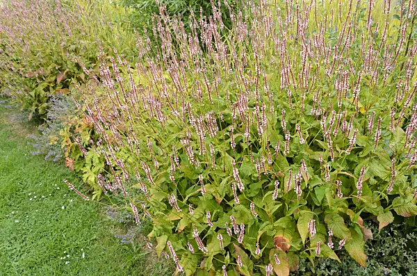 523097 - Mountain fleece (Bistorta amplexicaulis 'Rosea' syn. Polygonum amplexicaule 'Rosea')
