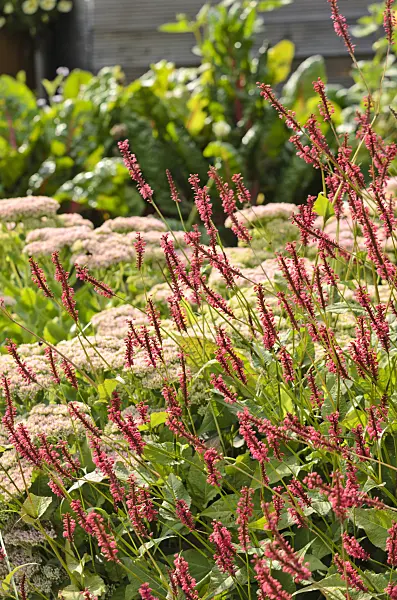 523167 - Mountain fleece (Bistorta amplexicaulis syn. Polygonum amplexicaule)