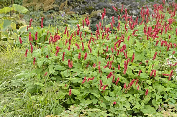 525145 - Mountain fleece (Bistorta amplexicaulis syn. Polygonum amplexicaule)