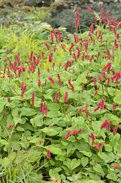 525146 - Mountain fleece (Bistorta amplexicaulis syn. Polygonum amplexicaule)