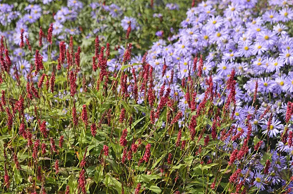 548143 - Mountain fleece (Bistorta amplexicaulis syn. Polygonum amplexicaule) and aster (Aster x frikartii)