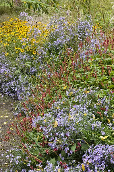 549089 - Mountain fleece (Bistorta amplexicaulis syn. Polygonum amplexicaule) and asters (Aster)