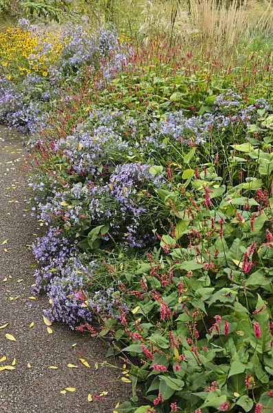 549090 - Mountain fleece (Bistorta amplexicaulis syn. Polygonum amplexicaule) and asters (Aster)