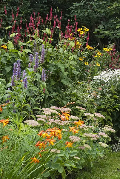511338 - Mountain fleece (Bistorta amplexicaulis syn. Polygonum amplexicaule), anise hyssop (Agastache foeniculum), white wood aster (Aster divaricatus) and orpine (Sedum telephium syn. Hylotelephium telephium)