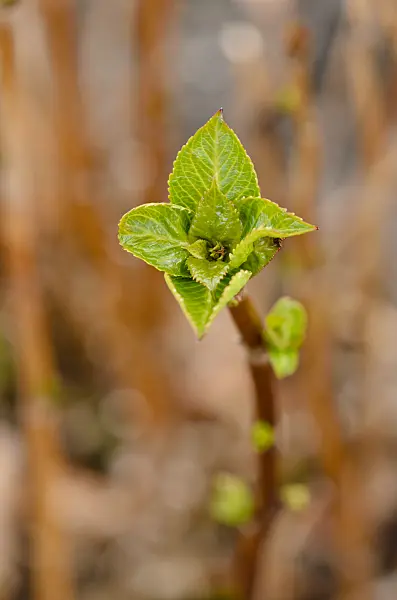 530027 - Mountain hydrangea (Hydrangea serrata)