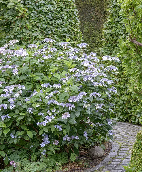607110 - Mountain hydrangea (Hydrangea serrata 'Bluebird')