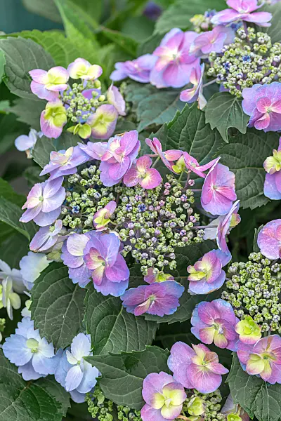 664205 - Mountain hydrangea (Hydrangea serrata 'Flair & Flavours Blueberry Cheesecake')