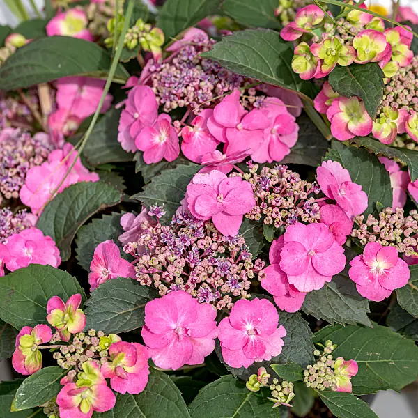 664206 - Mountain hydrangea (Hydrangea serrata 'Flair & Flavours Cotton Candy')