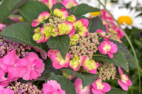 664207 - Mountain hydrangea (Hydrangea serrata 'Flair & Flavours Cotton Candy')