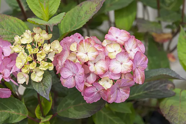625238 - Mountain hydrangea (Hydrangea serrata 'Preziosa')