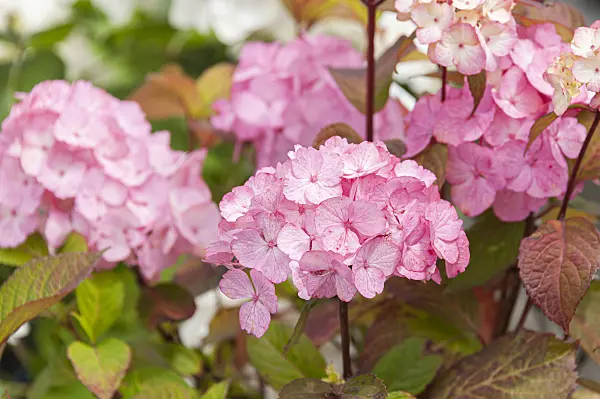 625239 - Mountain hydrangea (Hydrangea serrata 'Preziosa')