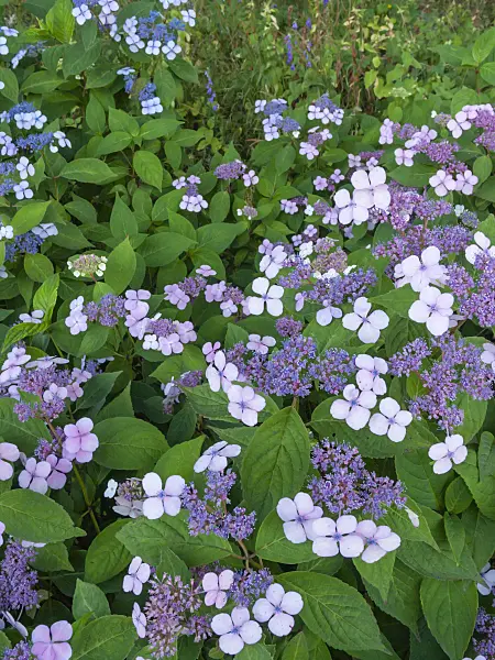 403014 - Mountain hydrangea (Hydrangea serrata 'Rosalba')