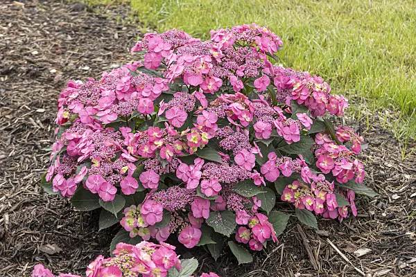 607111 - Mountain hydrangea (Hydrangea serrata 'Tuff Stuff')
