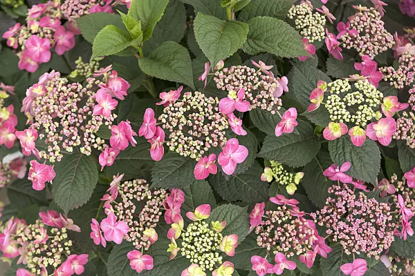 607112 - Mountain hydrangea (Hydrangea serrata 'Tuff Stuff')