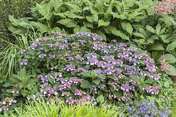 638131 - Mountain hydrangea (Hydrangea serrata var. koreana)