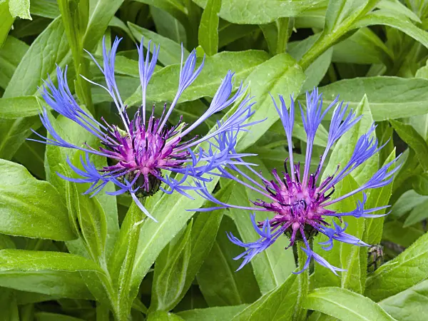 401222 - Mountain knapweed (Centaurea montana)