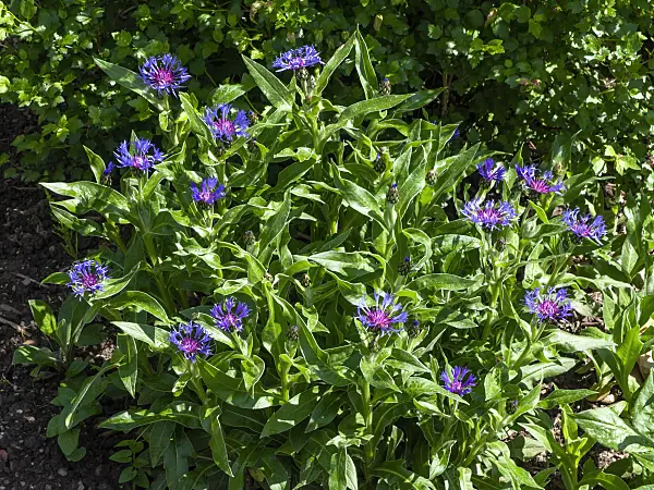 437301 - Mountain knapweed (Centaurea montana)
