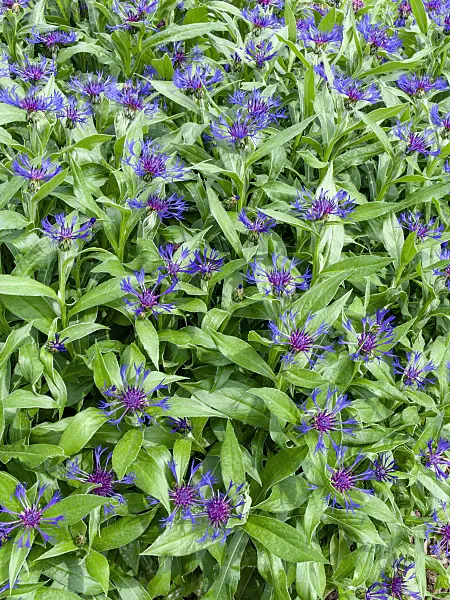 437442 - Mountain knapweed (Centaurea montana)