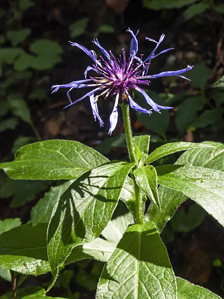 439260 - Mountain knapweed (Centaurea montana)