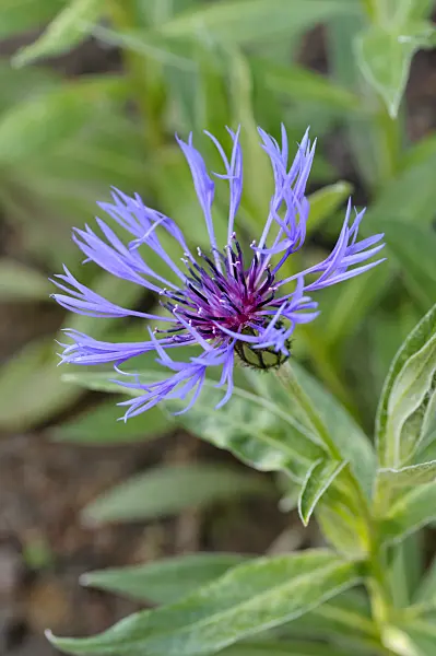 472163 - Mountain knapweed (Centaurea montana)