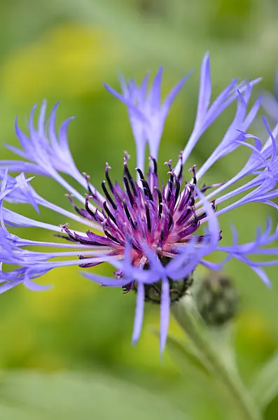 533447 - Mountain knapweed (Centaurea montana)