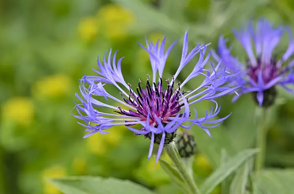 533448 - Mountain knapweed (Centaurea montana)