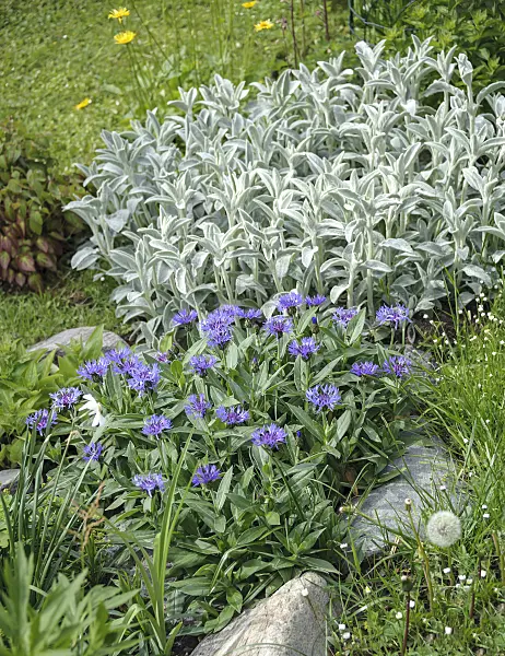 547102 - Mountain knapweed (Centaurea montana) and lamb's ears (Stachys byzantina)