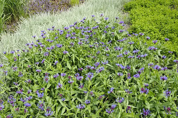 484241 - Mountain knapweed (Centaurea montana 'Grandiflora')