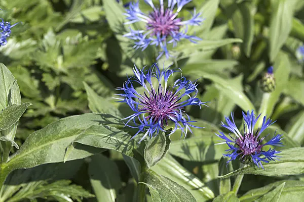 638044 - Mountain knapweed (Centaurea montana 'Grandiflora')