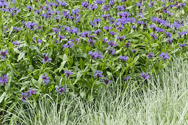 484242 - Mountain knapweed (Centaurea montana 'Grandiflora') and false oat grass (Arrhenatherum elatius 'Variegata')