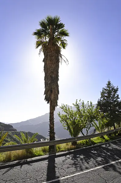 564085 - Mountain landscape with palm, Gran Canaria, Spain