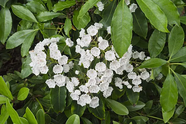 558298 - Mountain laurel (Kalmia latifolia)
